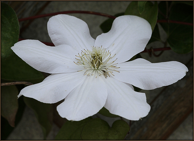 'Madame Lecoultre'