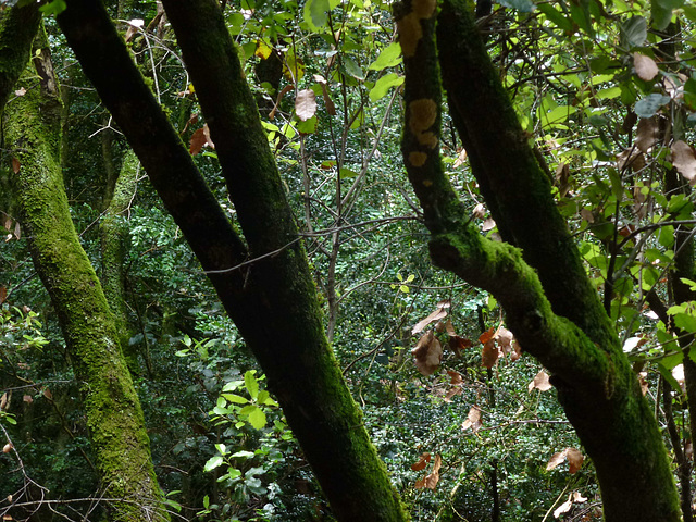 20130620 Fee Arboretum de l'Espaze (10) Ledge