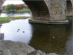Canards sur l'Aude