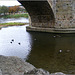 Canards sur l'Aude