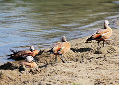 Am Schlosssee (Rostgänse)