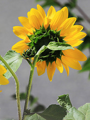 Sonnenblume