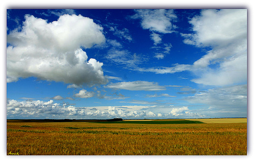 CHAMP DE BLE ***
