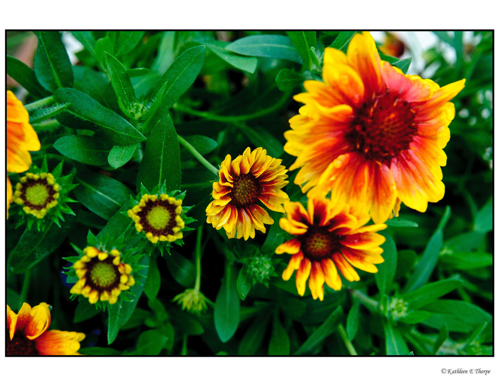 African Daisies