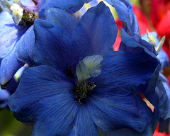 Delphinium - Les petits mouchoirs