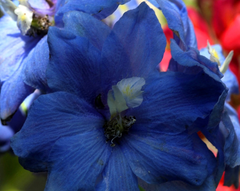 Delphinium - Les petits mouchoirs