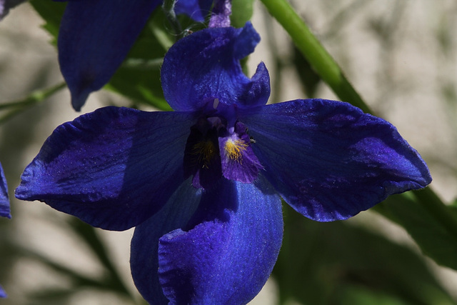 Delphinium - coquet à cravate