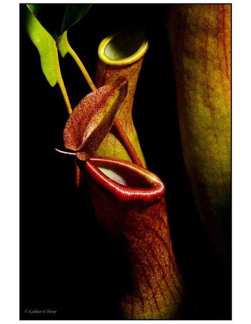 Pitcher Plants