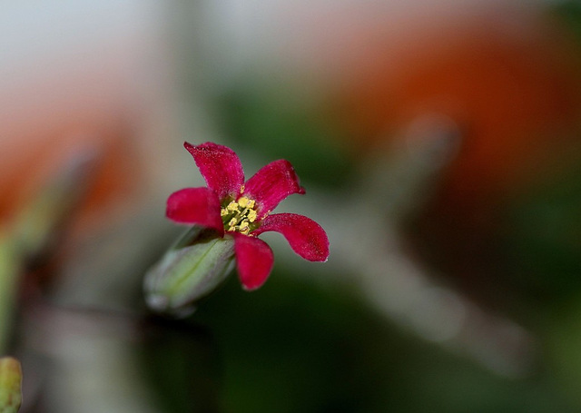 Tylecodon schafferianus