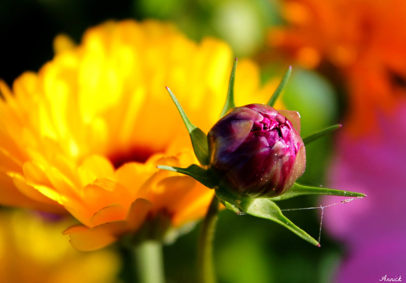 BOUTON DE FLEUR ***