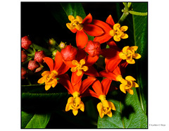 Not a Clue Flower - Now identified as Asclepias Curassavica