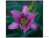 Day Lily Lavender