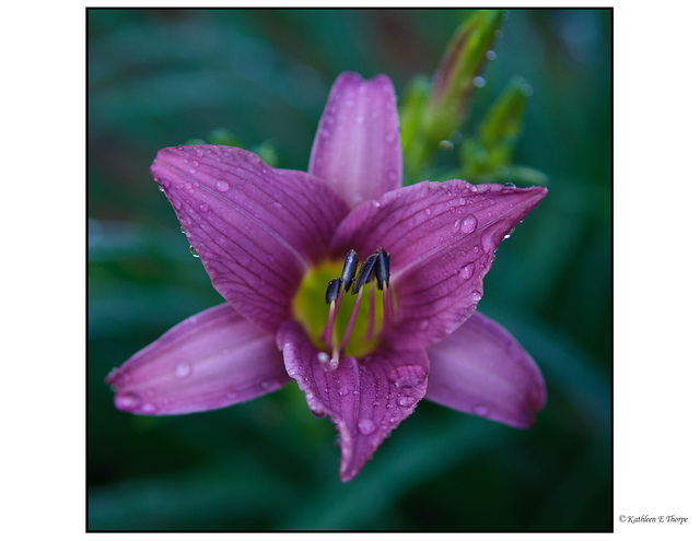 Day Lily Lavender
