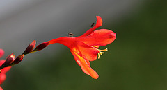 Crocosmia