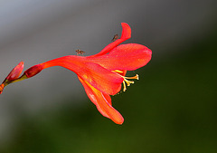 Crocosmia  (2)