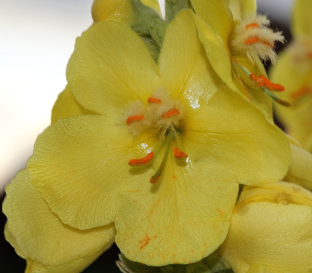 Verbascum phlomoïdes