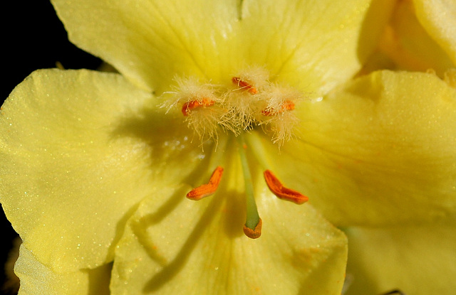 Verbascum phlomoïdes