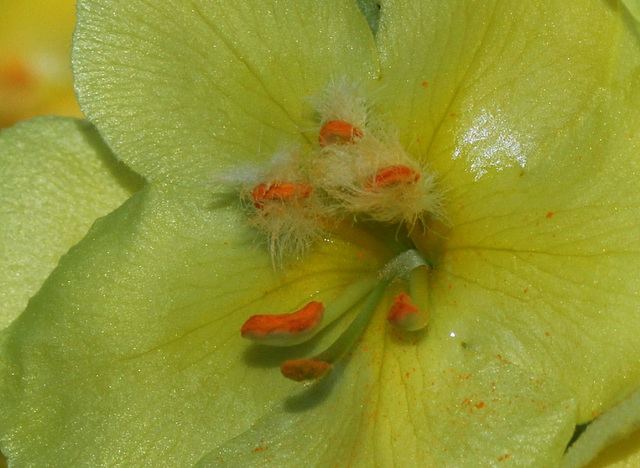 Verbascum phlomoïdes