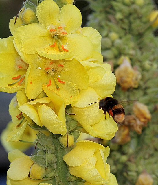 Verbascum phlomoïdes