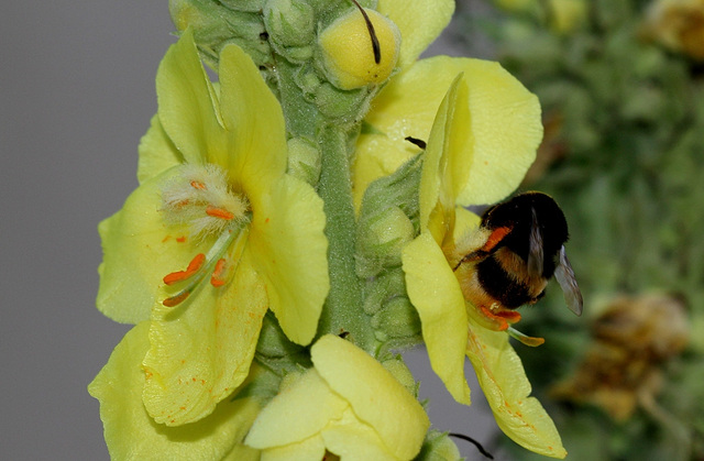 Verbascum phlomoïdes