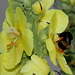 Verbascum phlomoïdes