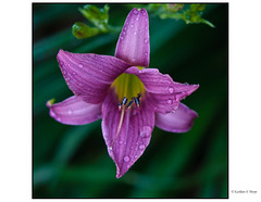 Day Lily Lavender and Rain