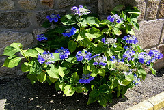 Hortensias bleus