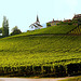 Les coteaux du vignoble de la Côte...