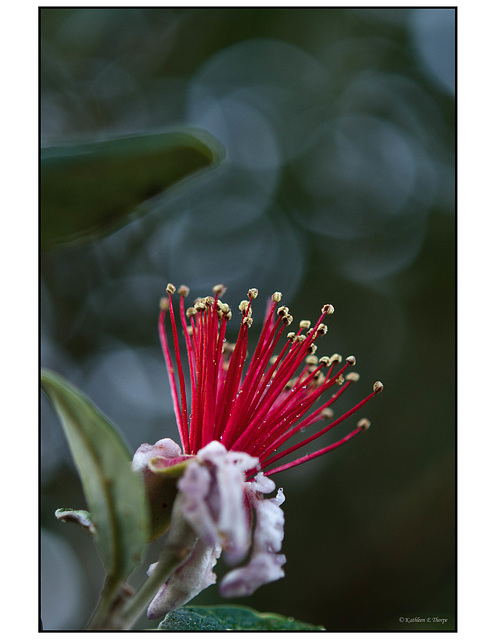 Guava Tree Blossom and Bokeh