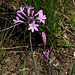 Tulbaghia violacea