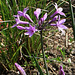 Tulbaghia violacea