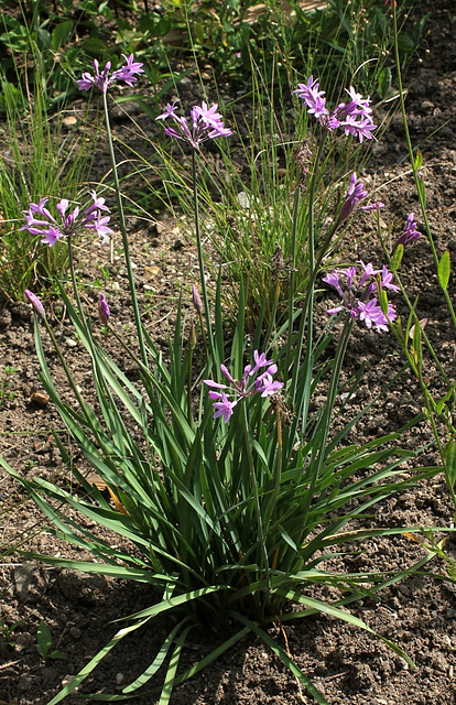 Tulbaghia violacea