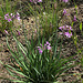 Tulbaghia violacea