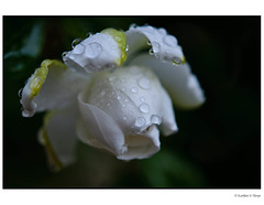 Gardenia with Rain