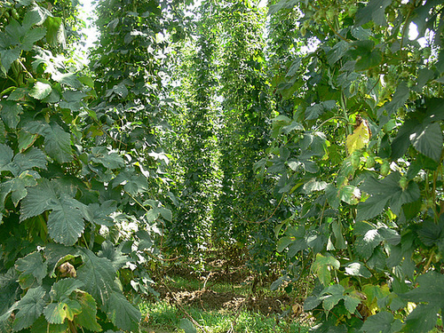 Hopfen
