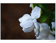 Gardenia Blossom with Rain