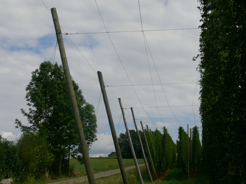 Hopfengebiet Hallertau