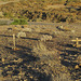Old Tecopa cemetery (2812)