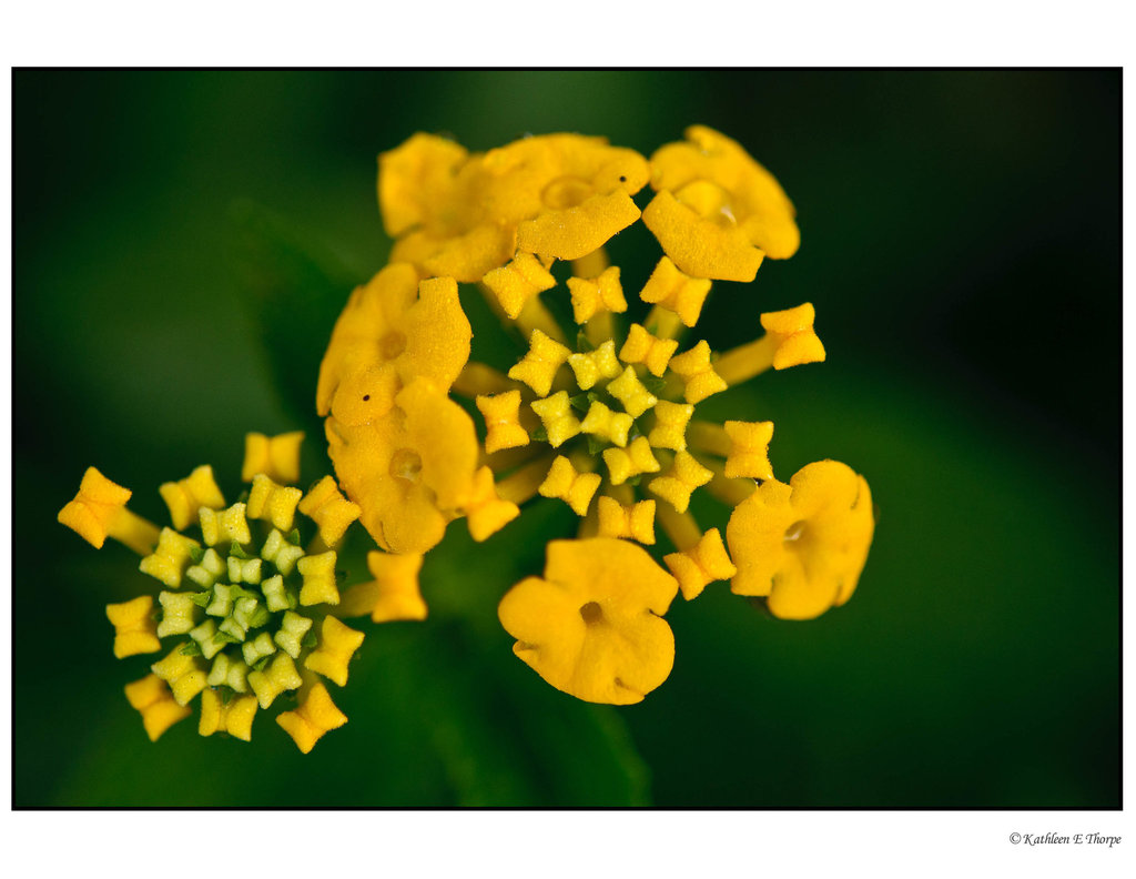 Lantana Flower Opening