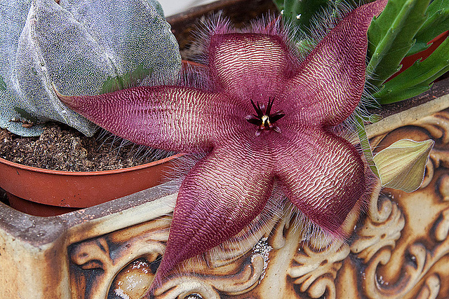 20120831 1274RAw [D~LIP] Kaktus (Stapelia), Bad Salzuflen