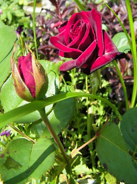 Des roses rouges