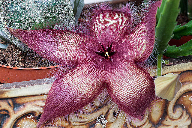 20120831 1271RMw [D~LIP] Kaktus (Stapelia), Bad Salzuflen