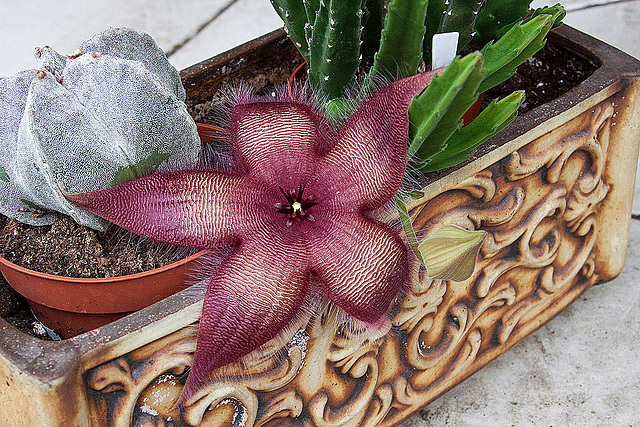 20120831 1278RAw [D~LIP] Kaktus (Stapelia), Bad Salzuflen