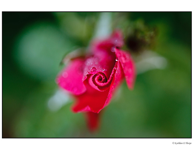 Rose Bud with Pastel Bokeh