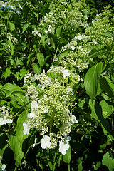 Fleurs blanches : Viorne