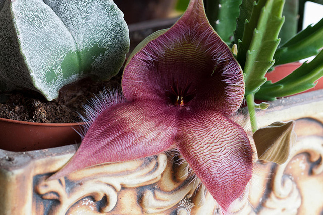 20120831 1269RMw [D~LIP] Kaktus (Stapelia), Bad Salzuflen