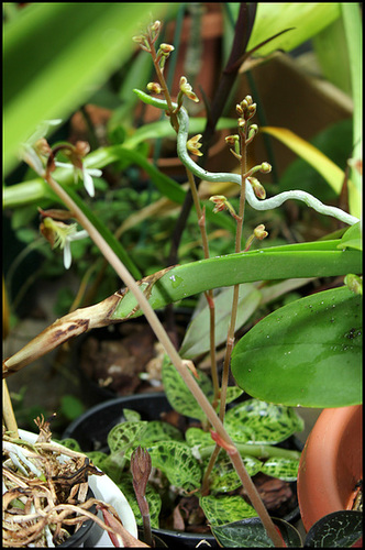 Macodes petola (2)