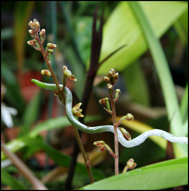 Macodes petola