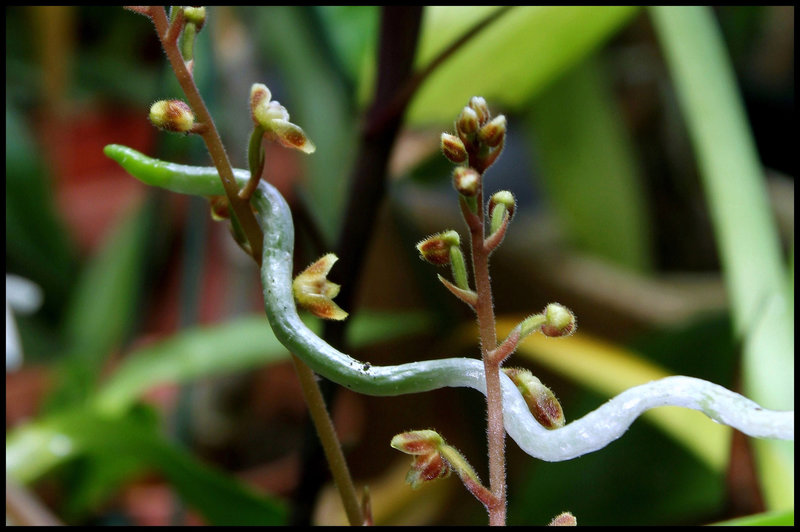 Serpent phal sur Macodes