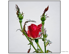 Rose Bud in Rain